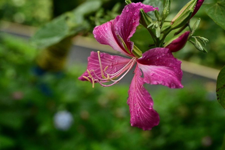 [YITUYU]艺图语 2025.09.02 云岭天香的鲜花 [9P-221MB]