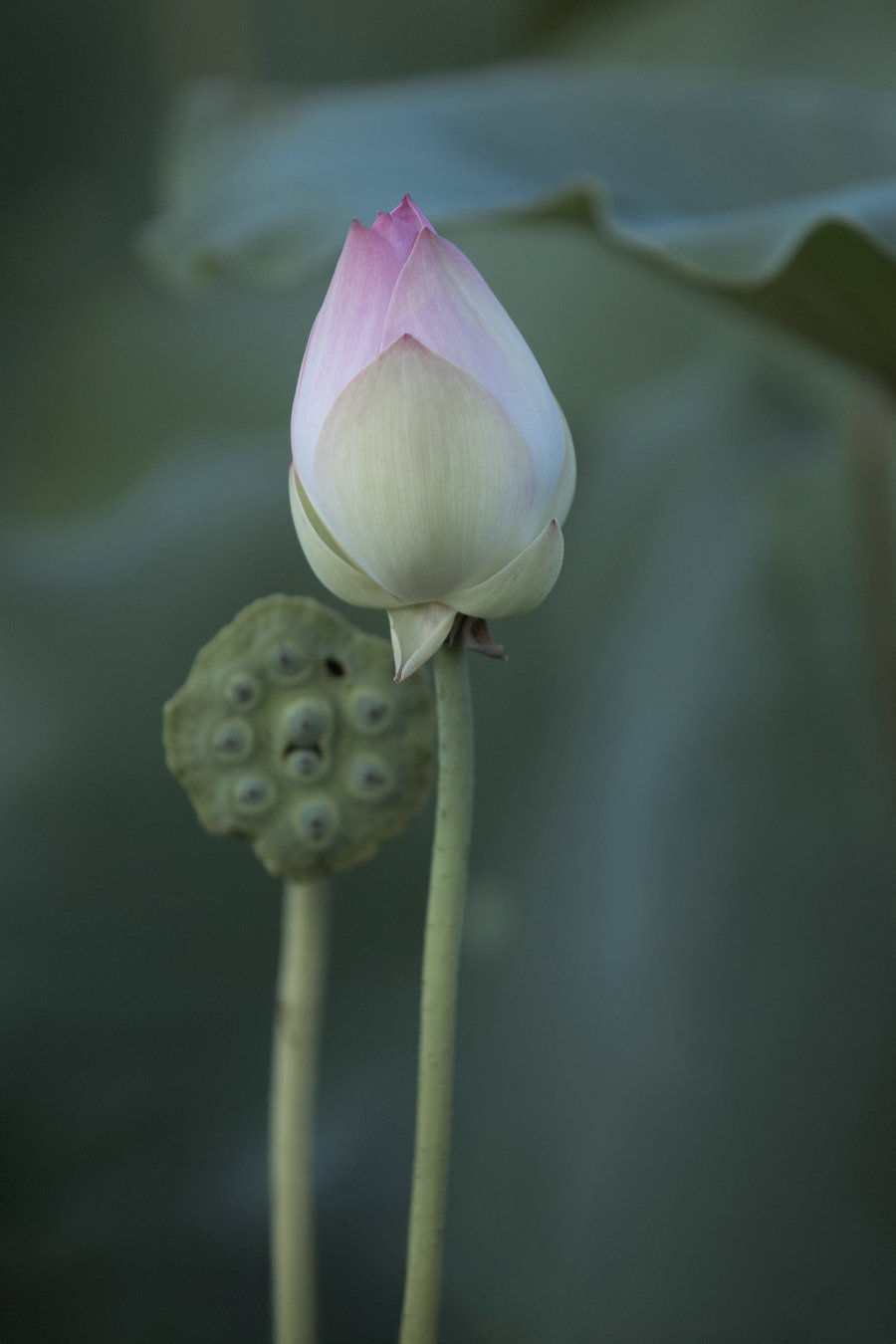 [YITUYU]艺图语 2025.09.26 荷韵 [12P-115MB]