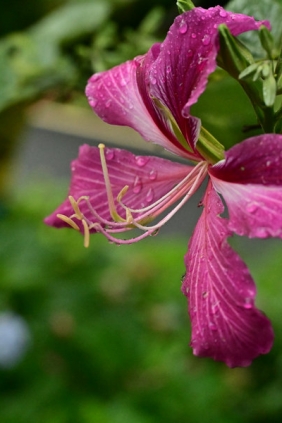 [YITUYU]艺图语 2025.09.02 云岭天香的鲜花 [9P-221MB]