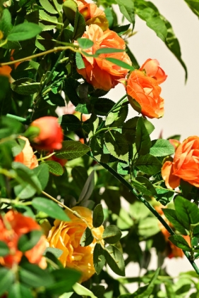 [YITUYU]艺图语 2025.10.17 绿意重渡沟 [10P-237MB]