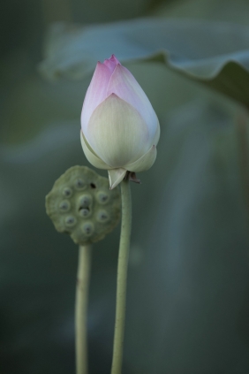 [YITUYU]艺图语 2025.09.26 荷韵 [12P-115MB]