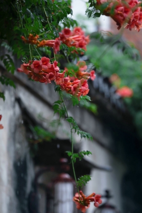 [YITUYU]艺图语 2025.07.20 老门东雨中的凌霄花 [19P-139MB]