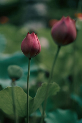 [YITUYU]艺图语 2025.09.29 留得残荷听雨声 [48P-454MB]